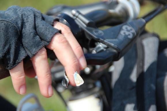 Global Mobile Family - Flutter Flutter