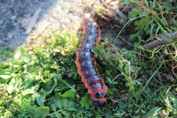 the very hungry caterpillar